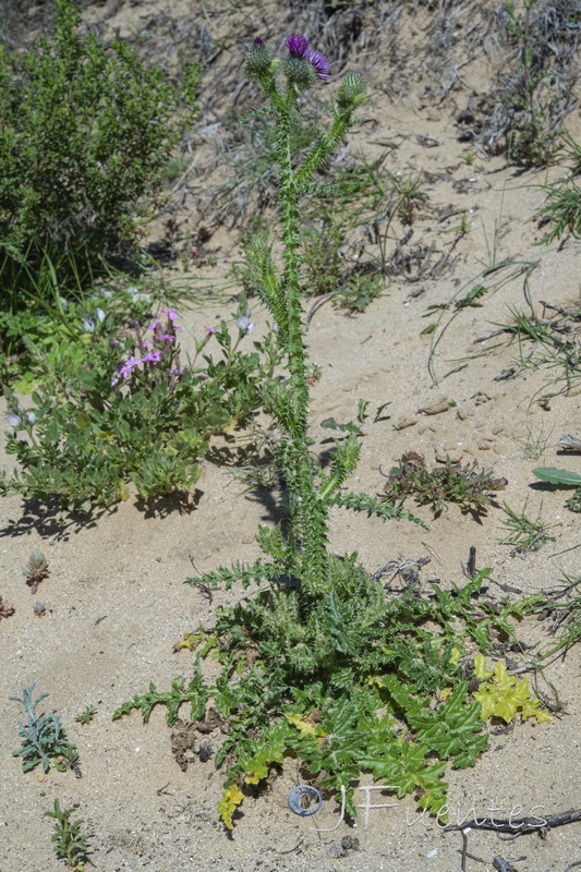 Carduus myriacanthus.01