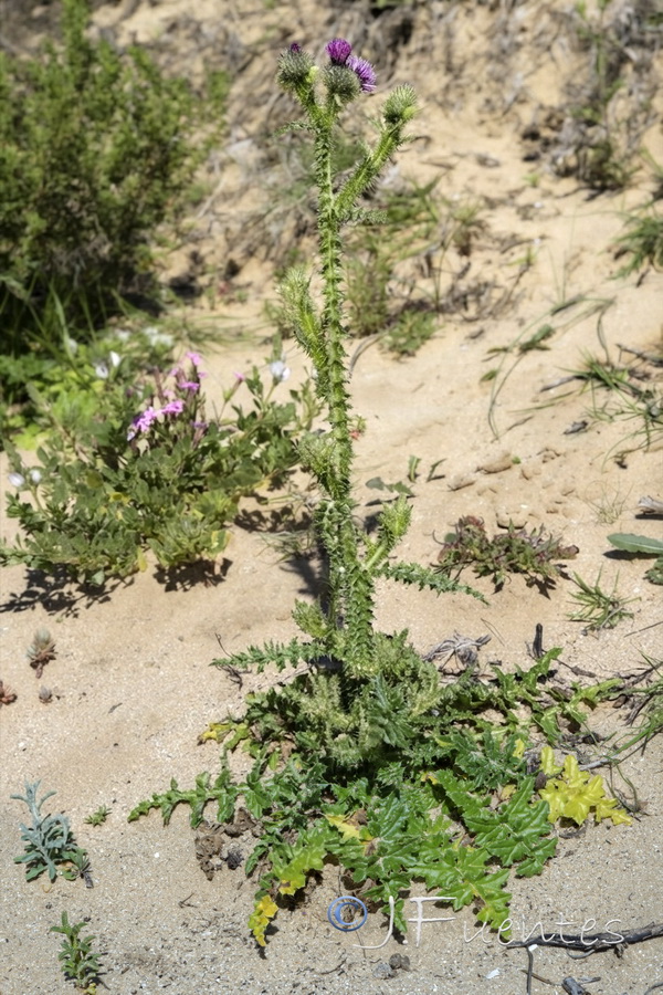 Carduus myriacanthus.01b