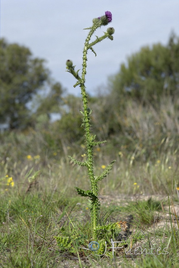 Carduus myriacanthus.03b