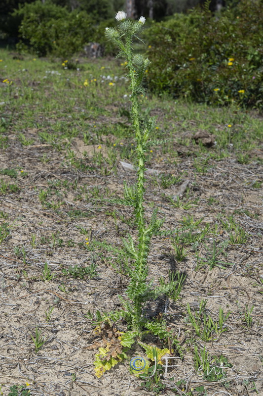 Carduus myriacanthus.03