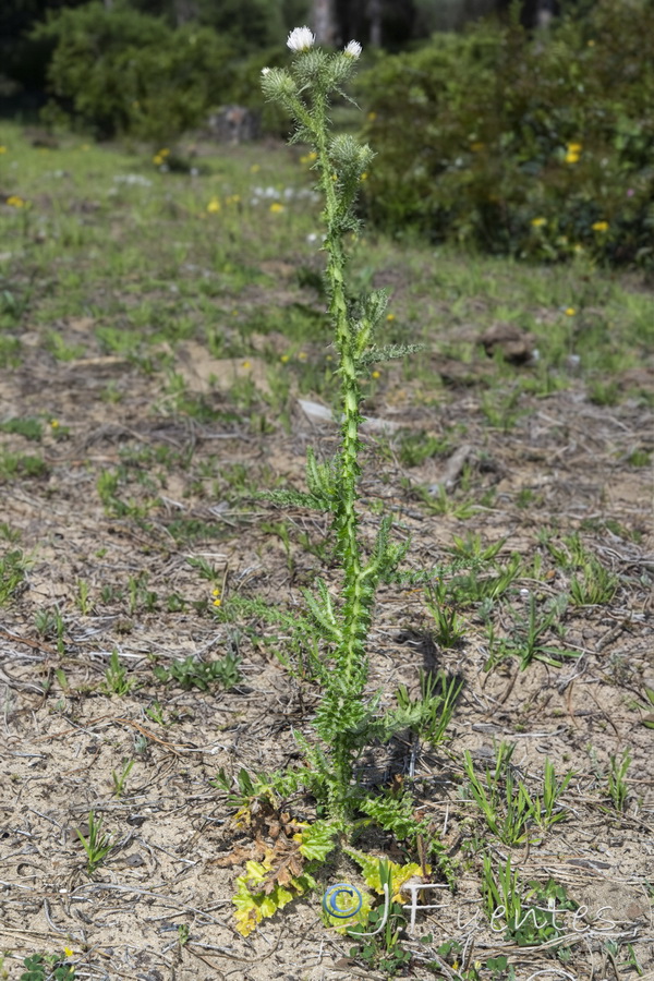 Carduus myriacanthus.03b