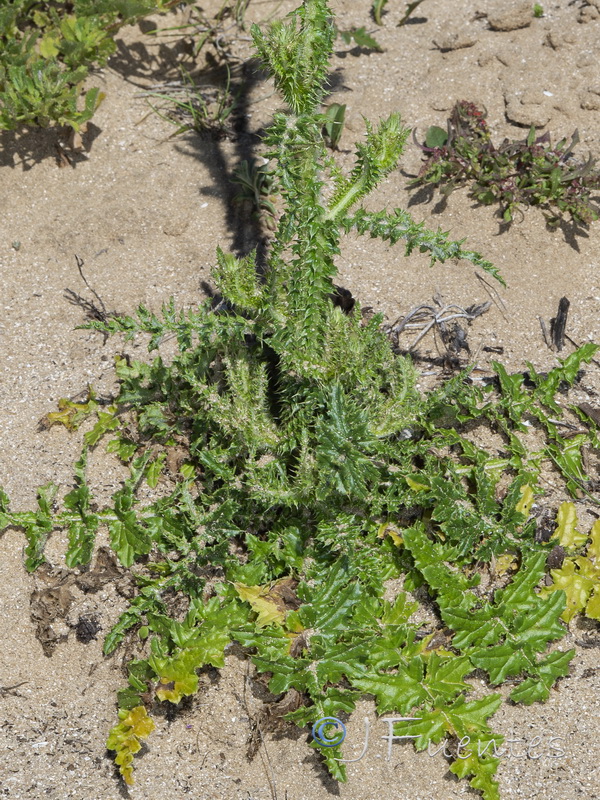 Carduus myriacanthus.04