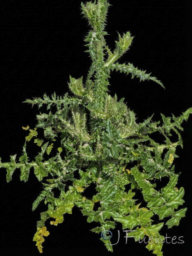 Carduus myriacanthus.04b