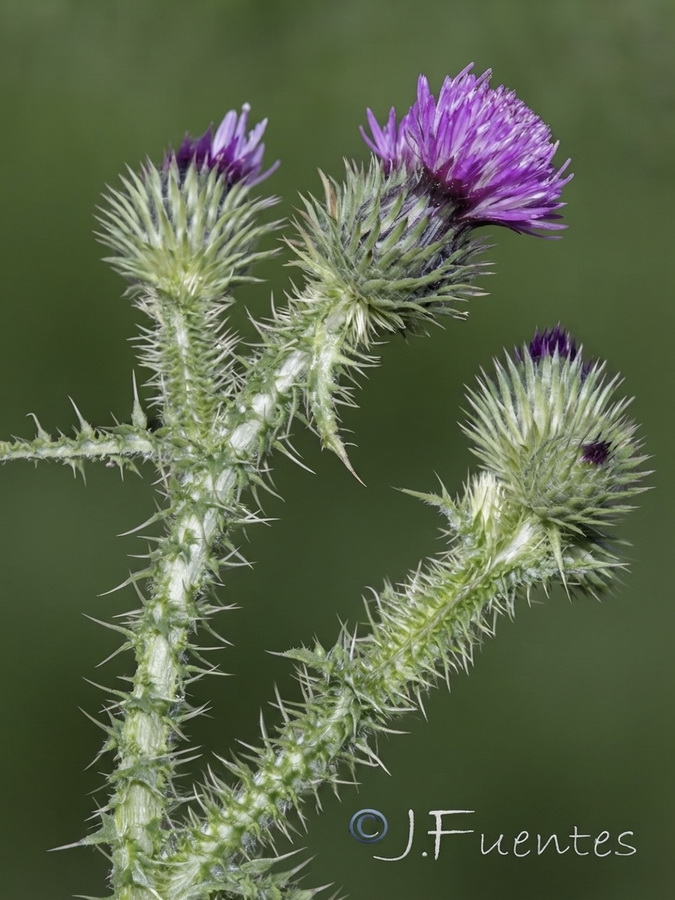 Carduus myriacanthus.05b