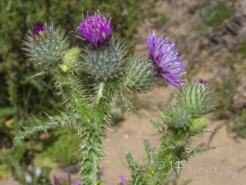 Carduus myriacanthus.06