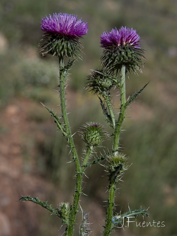 Carduus nigrescens hispanicus.06