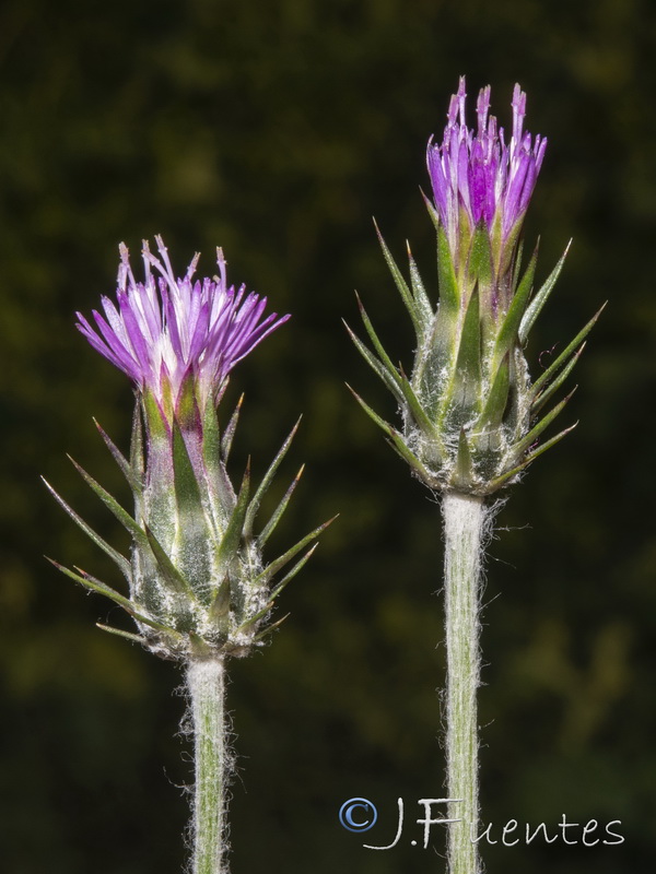 Carduus pycnocephalus.12