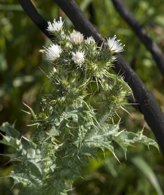 Carduus tenuiflorus.02