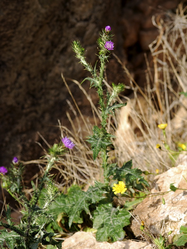 Carduus tenuiflorus.08