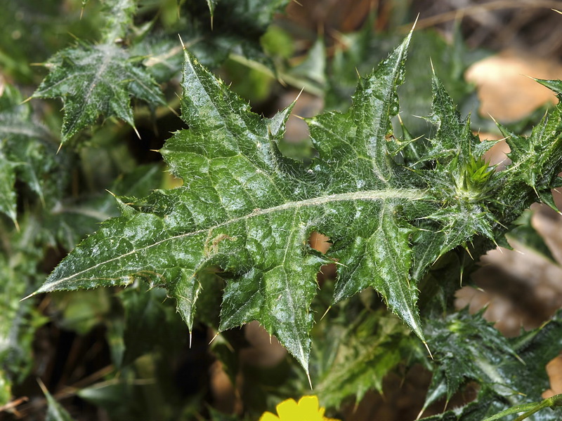 Carduus tenuiflorus.09