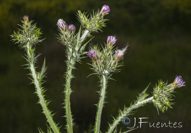 Carduus tenuiflorus.16