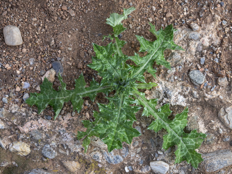Carduus tenuiflorus.17