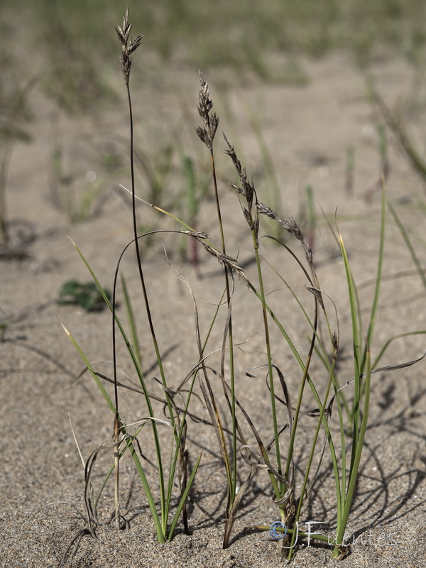 Carex arenaria.01