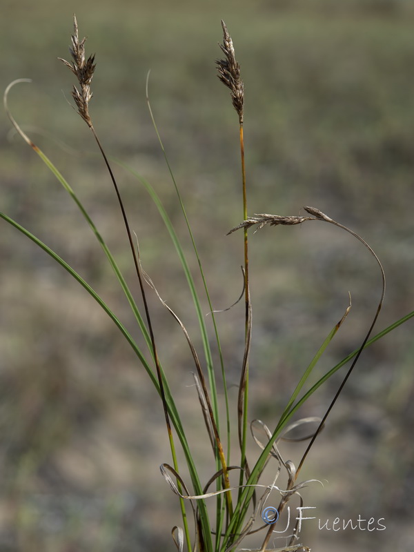 Carex arenaria.02