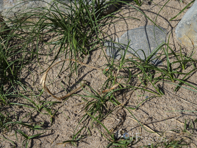 Carex arenaria.03