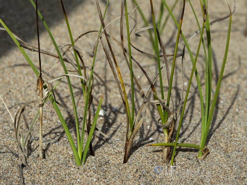 Carex arenaria.04