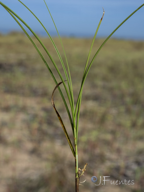 Carex arenaria.05