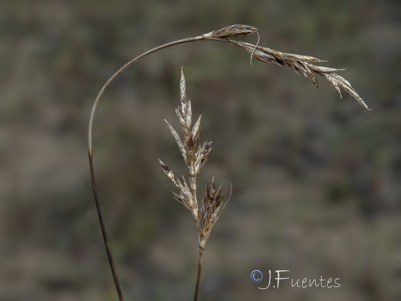 Carex arenaria.06