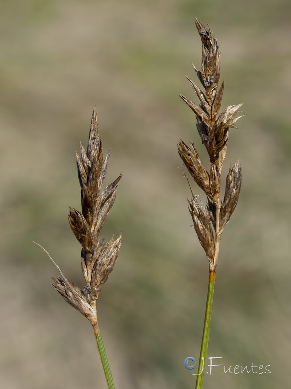 Carex arenaria.07