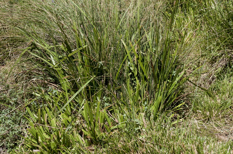 Carex camposii.01