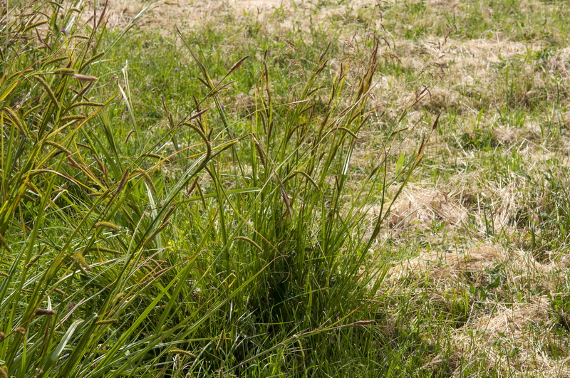 Carex camposii.02