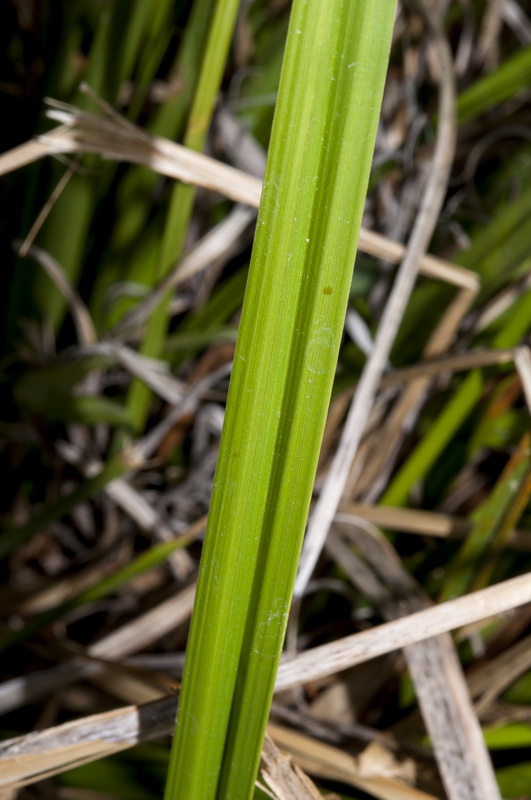 Carex camposii.04