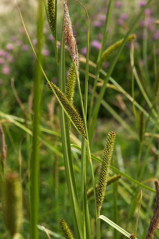 Carex camposii.06