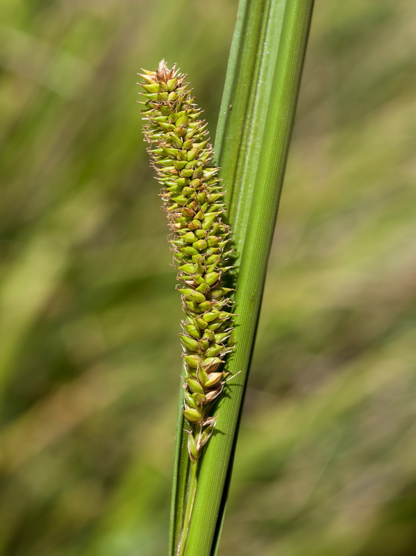 Carex camposii.08