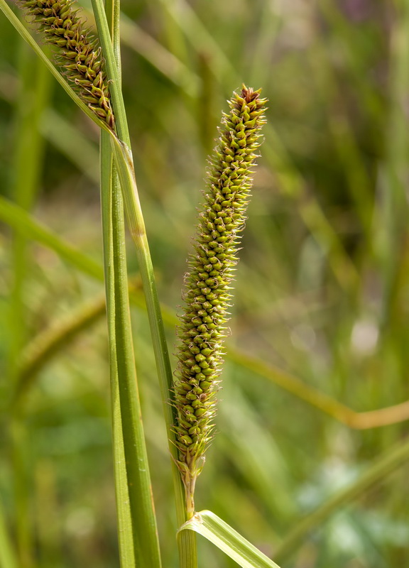 Carex camposii.10