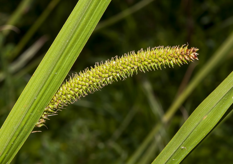 Carex camposii.13