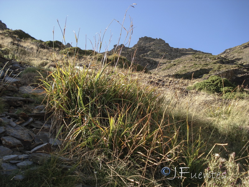Carex camposii.15