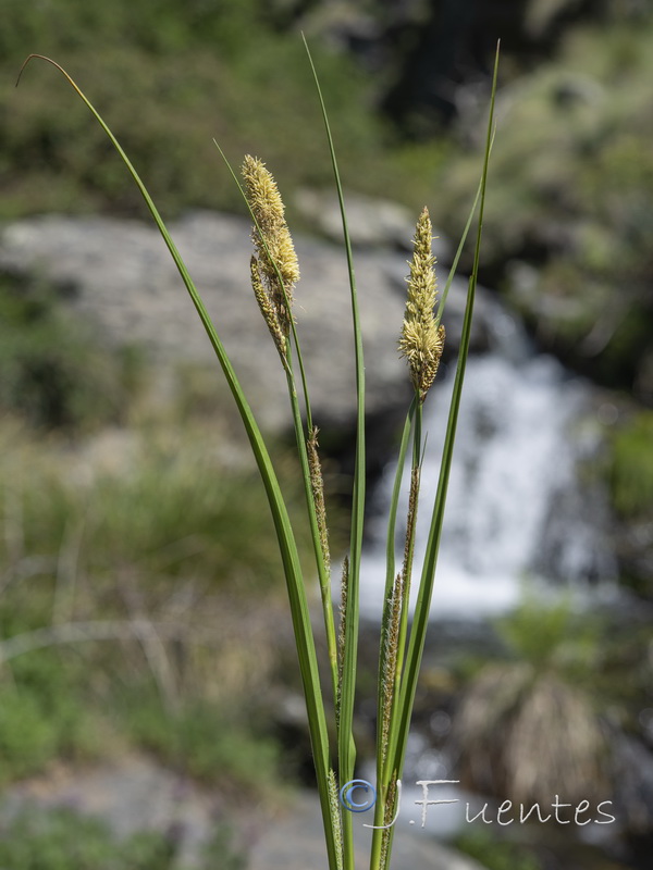Carex camposii.19