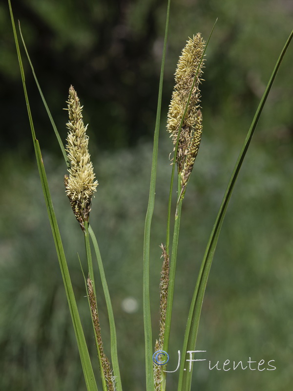Carex camposii.20