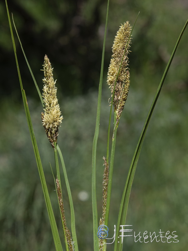 Carex camposii.23