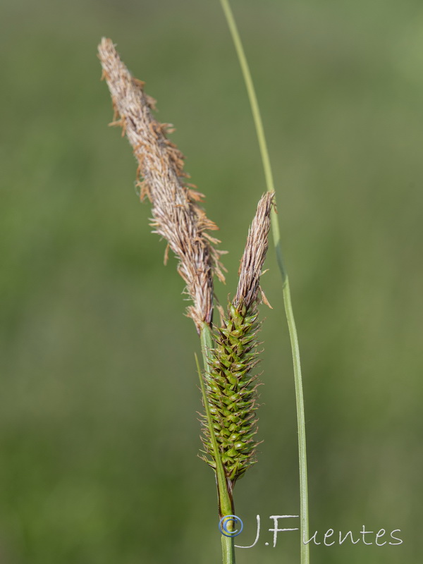 Carex camposii.24