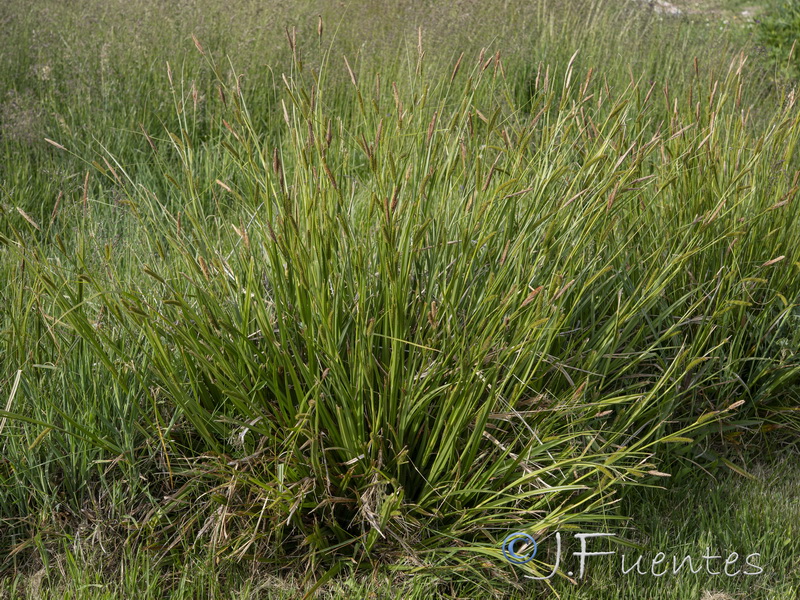 Carex camposii.25