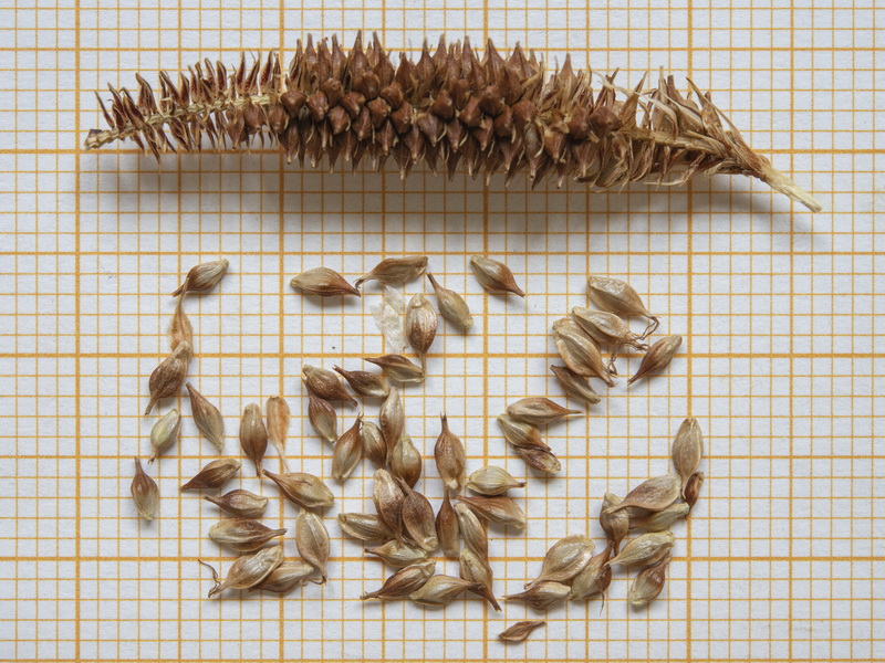 Carex camposii