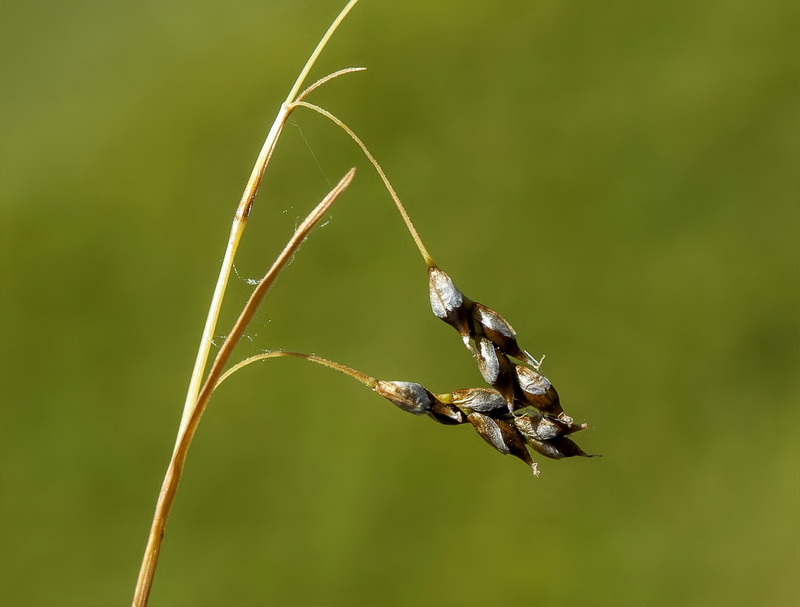 Carex capillaris.02