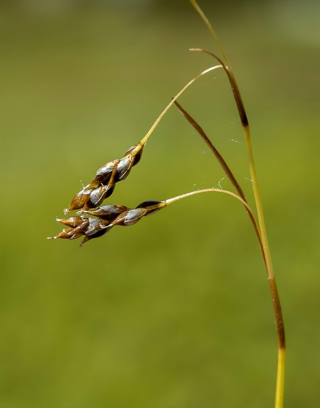Carex capillaris.03