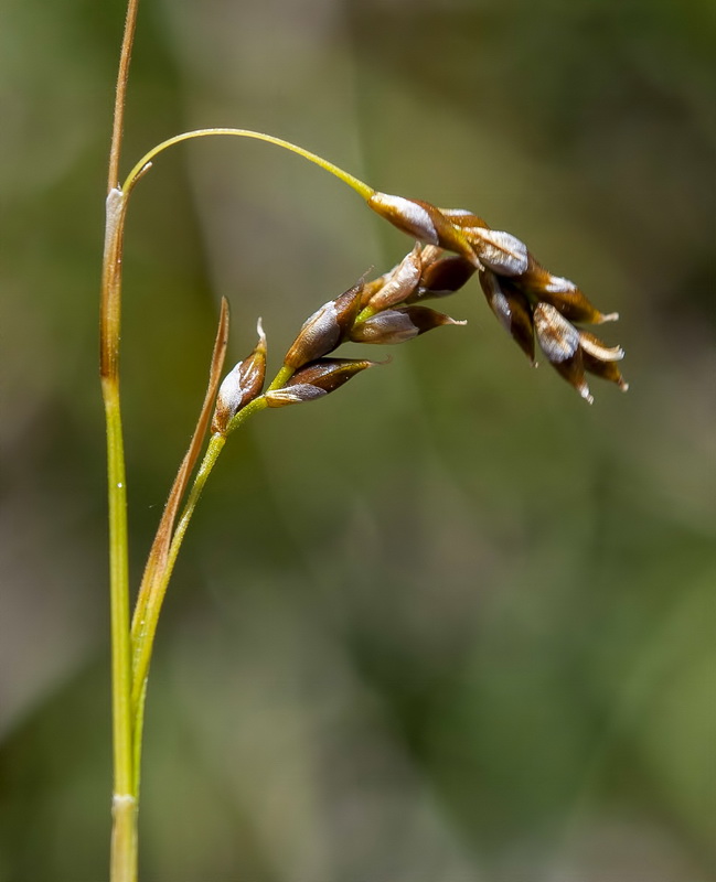 Carex capillaris.04