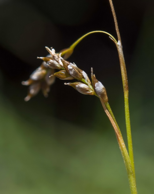 Carex capillaris.05