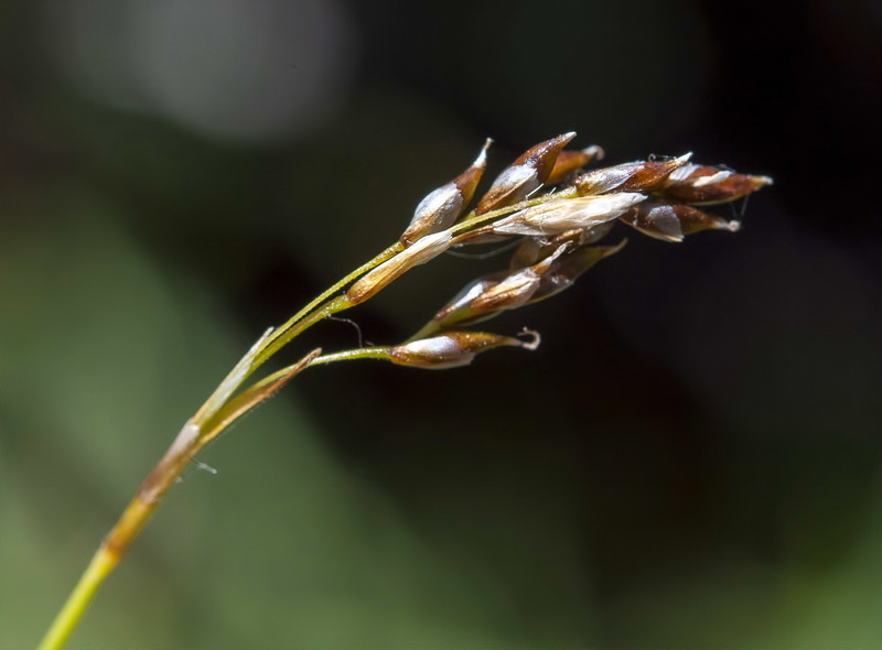 Carex capillaris.06