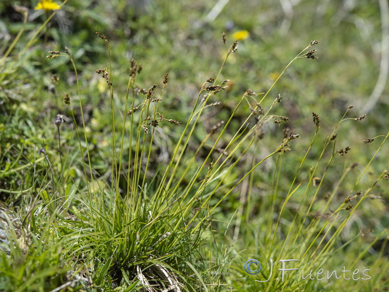 Carex capillaris.08