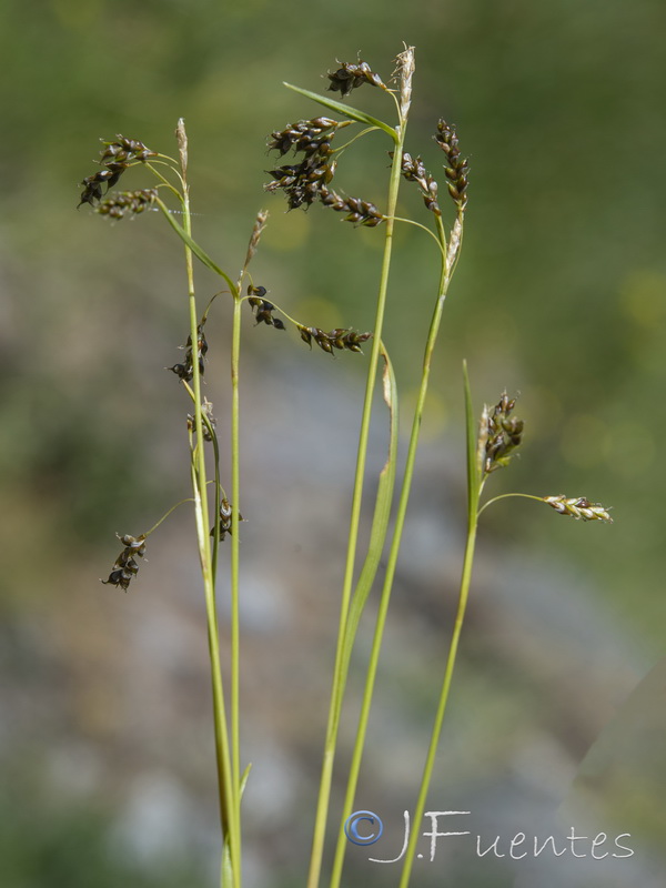 Carex capillaris.10