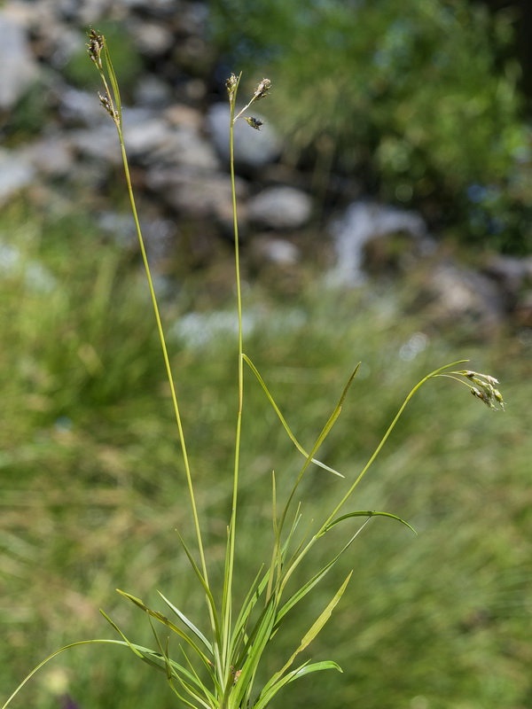 Carex capillaris.14