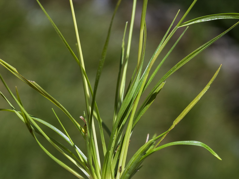 Carex capillaris.15