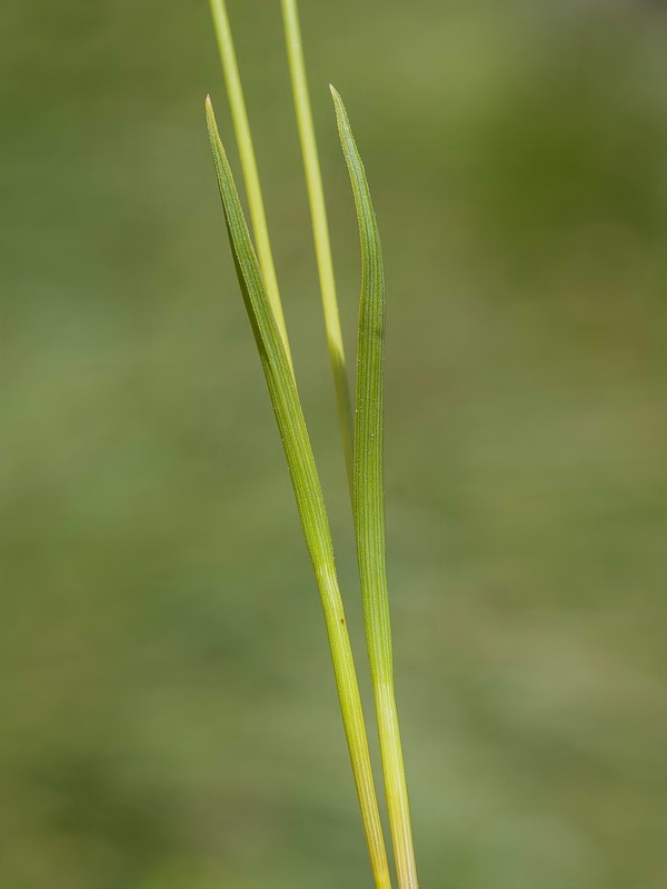 Carex capillaris.16