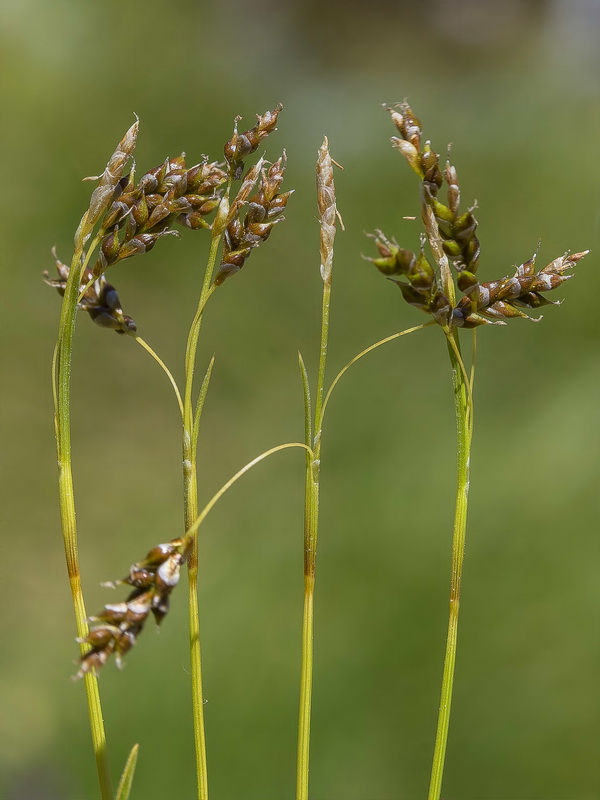 Carex capillaris.17