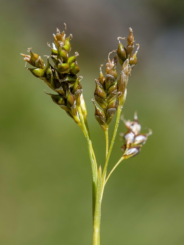 Carex capillaris.19