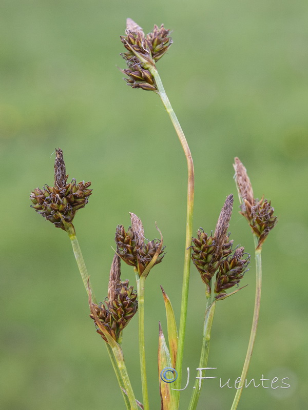 Carex caryphyllea.01